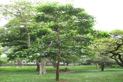 Aleurites moluccanus